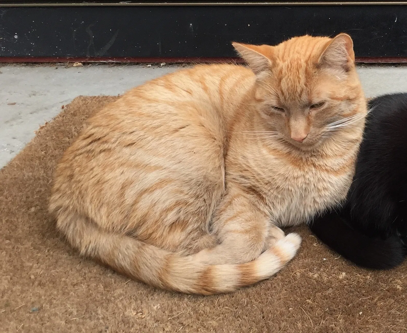 Lost cat in Spring, TX, 77389