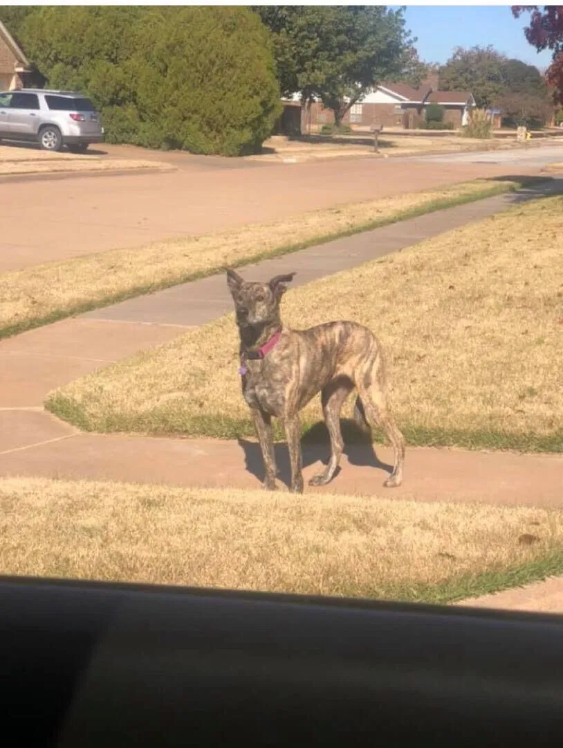 Lost dog in Wichita Falls, TX, 76310