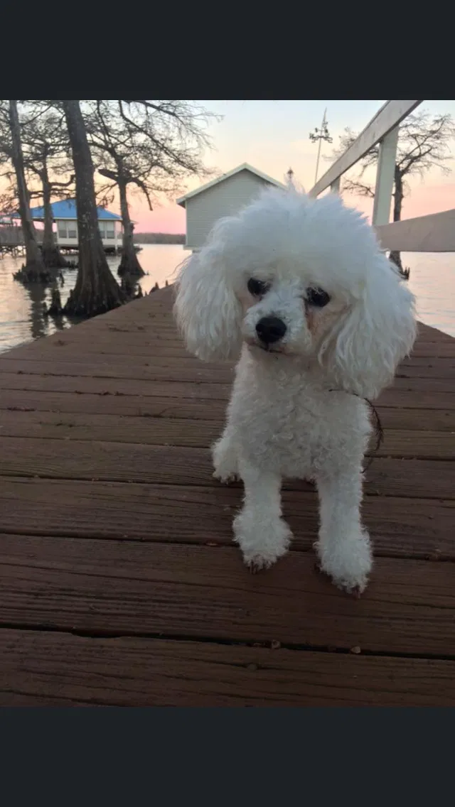 Lost dog in Broussard, LA, 70518