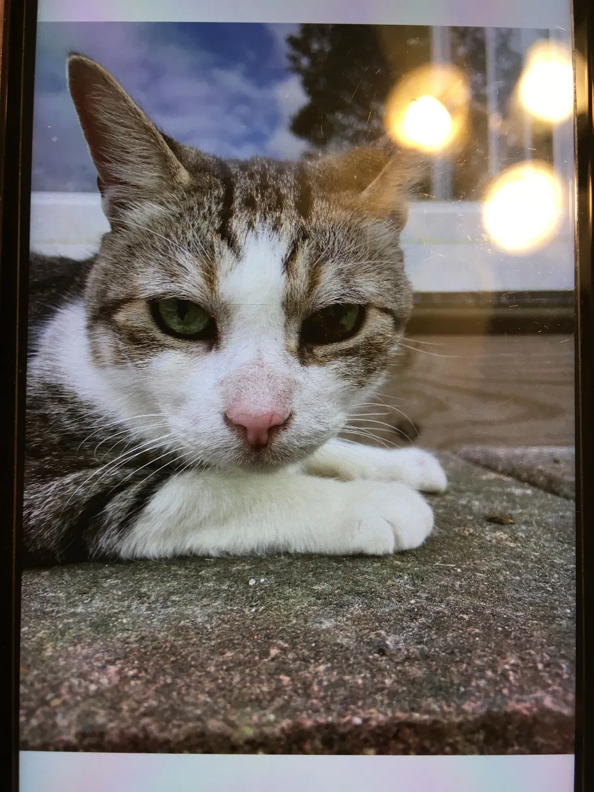 Lost cat in Jacksonville, NC, 28540