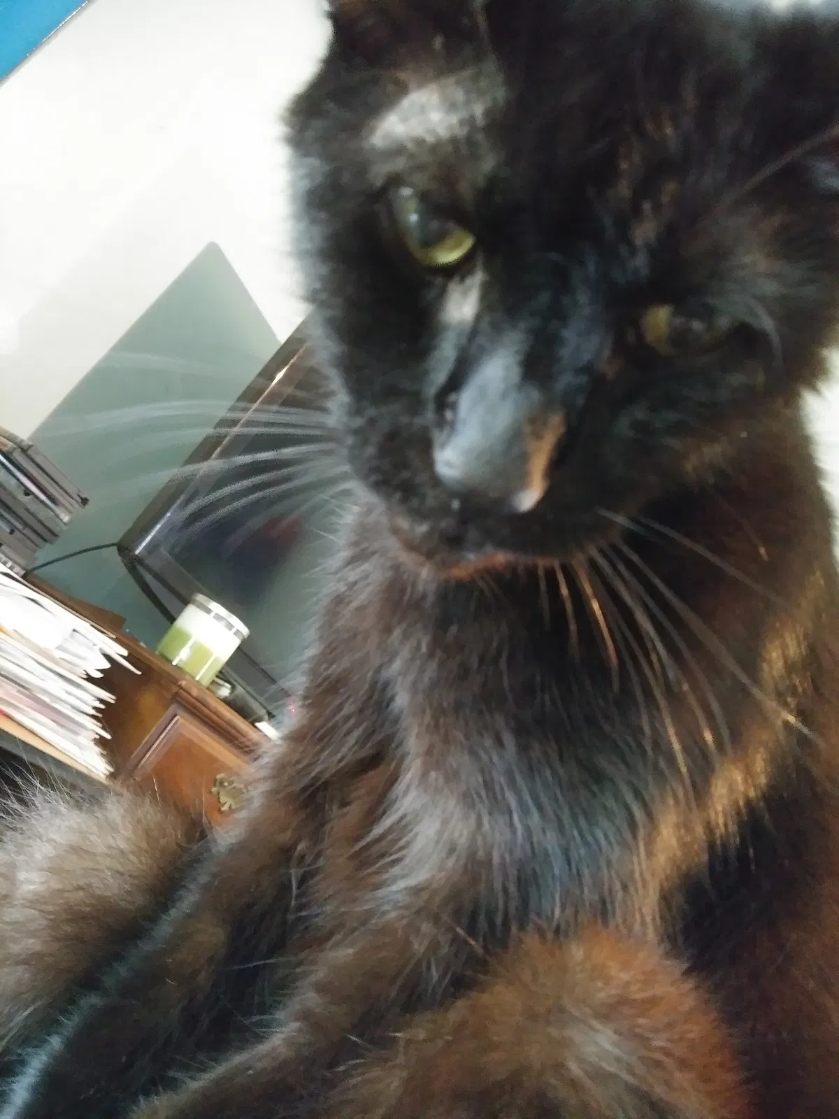 Lost cat in Columbus, OH, 43224