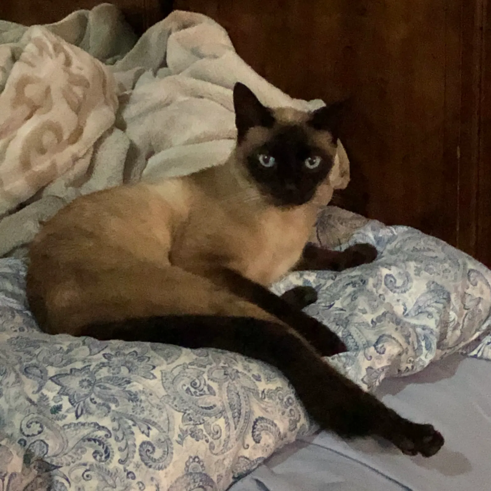 Lost cat in Discovery Bay, CA, 94505