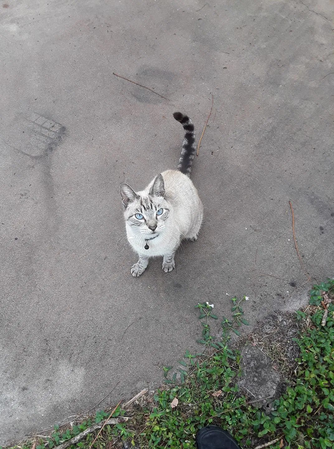 Lost cat in North Fort Myers, FL, 33903