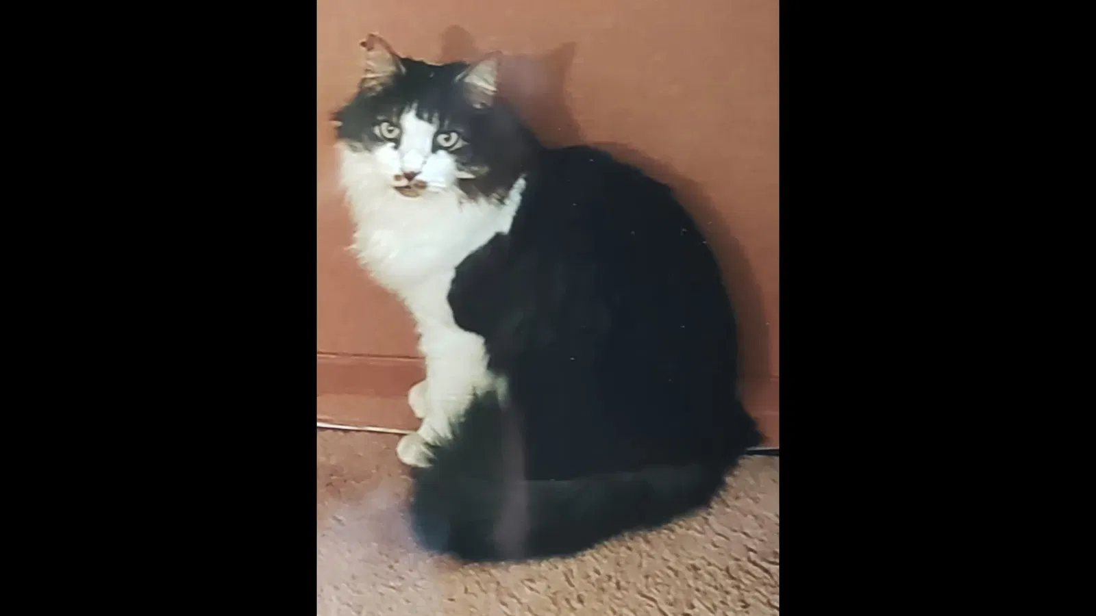 Lost cat in Charlotte, NC, 28226