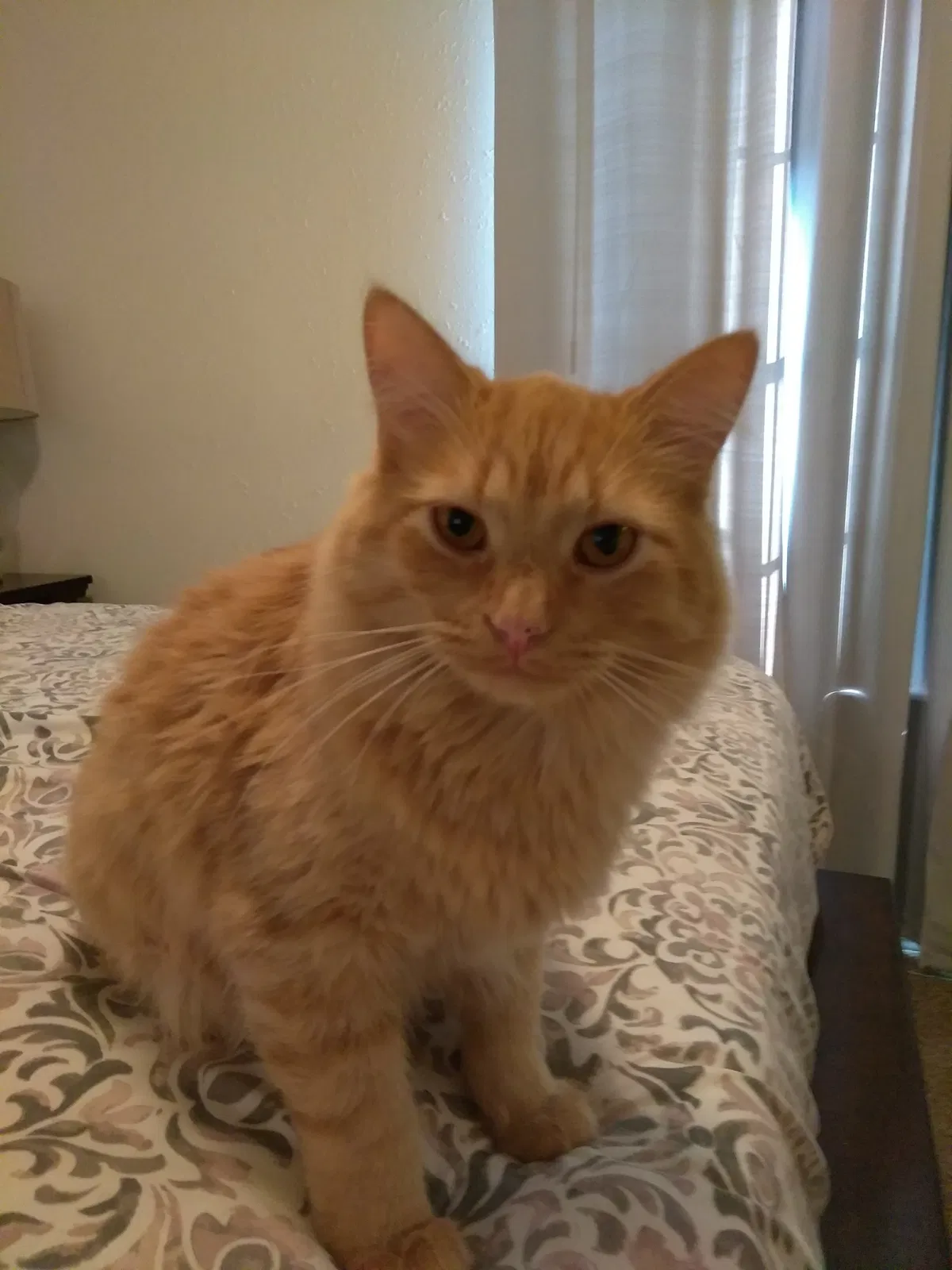 Lost cat in Oklahoma City, OK, 73160