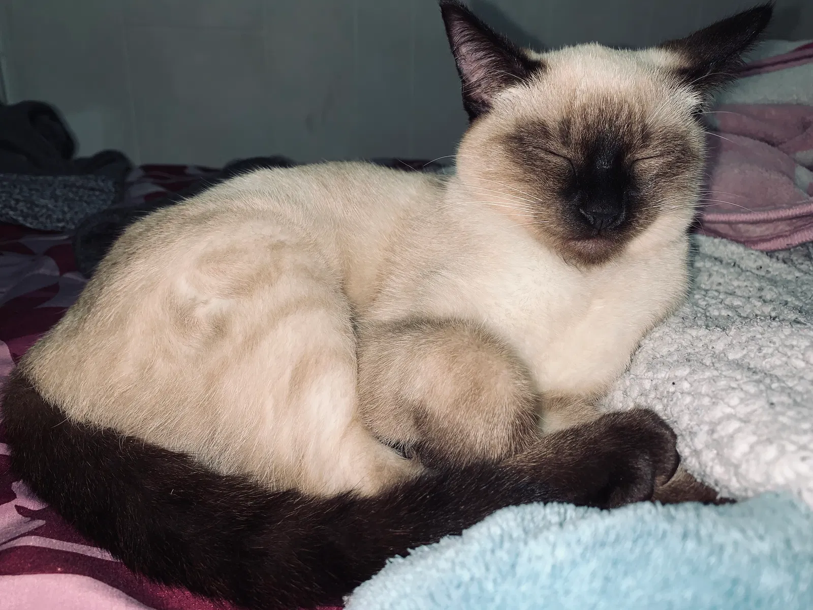 Lost cat in Dallas, TX, 75211
