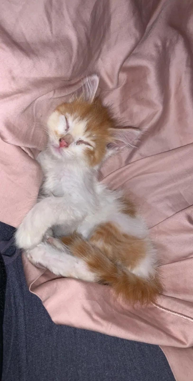 Lost cat in Sioux Falls, SD, 57107