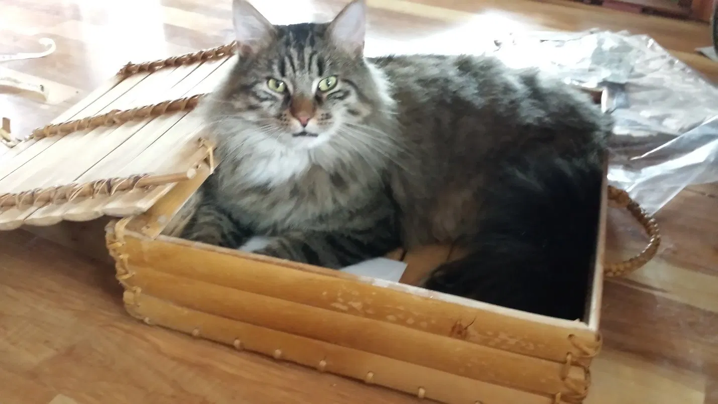 Lost cat in Greensboro, NC, 27410