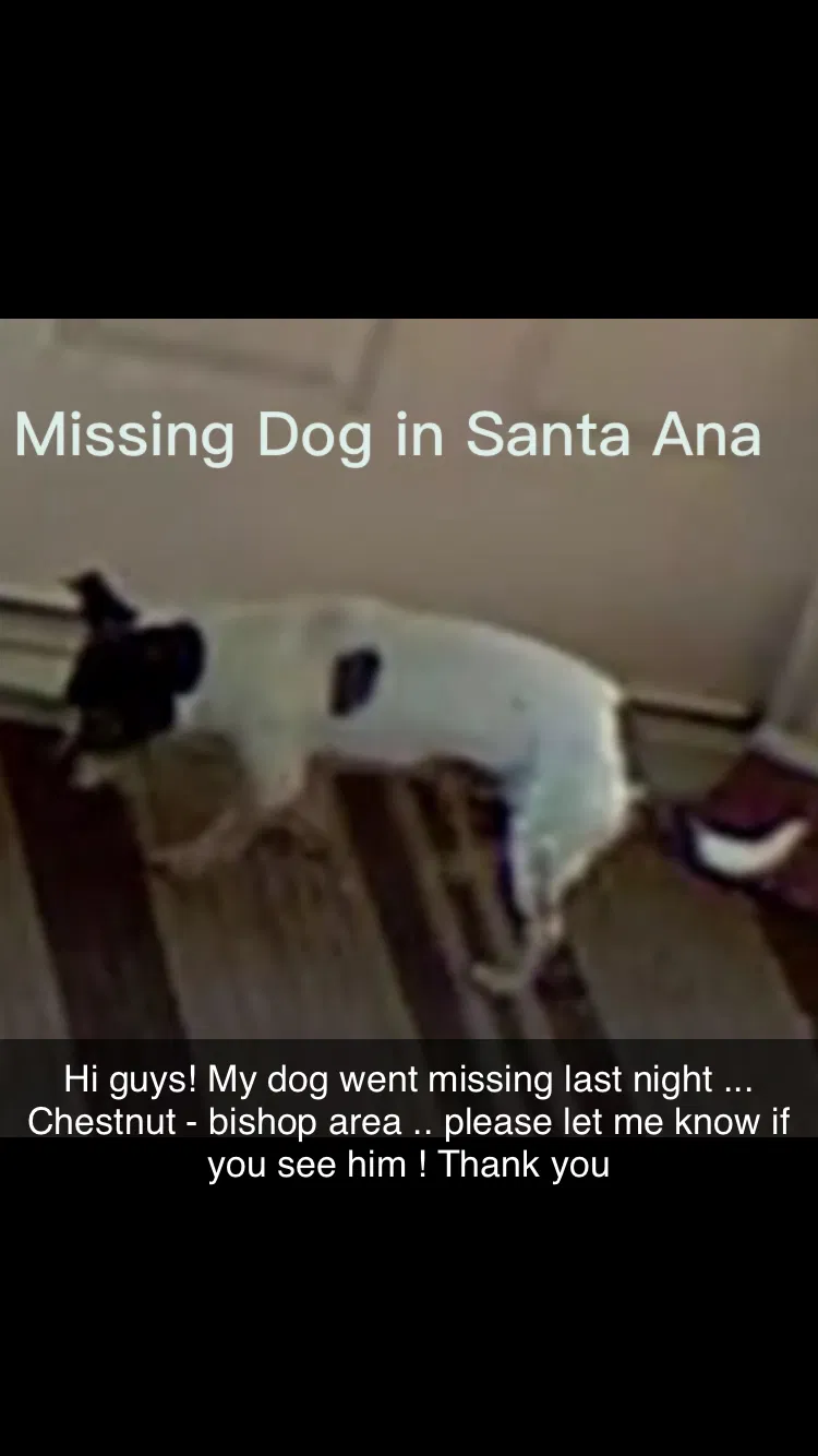 Lost dog in Santa Ana, CA, 92701