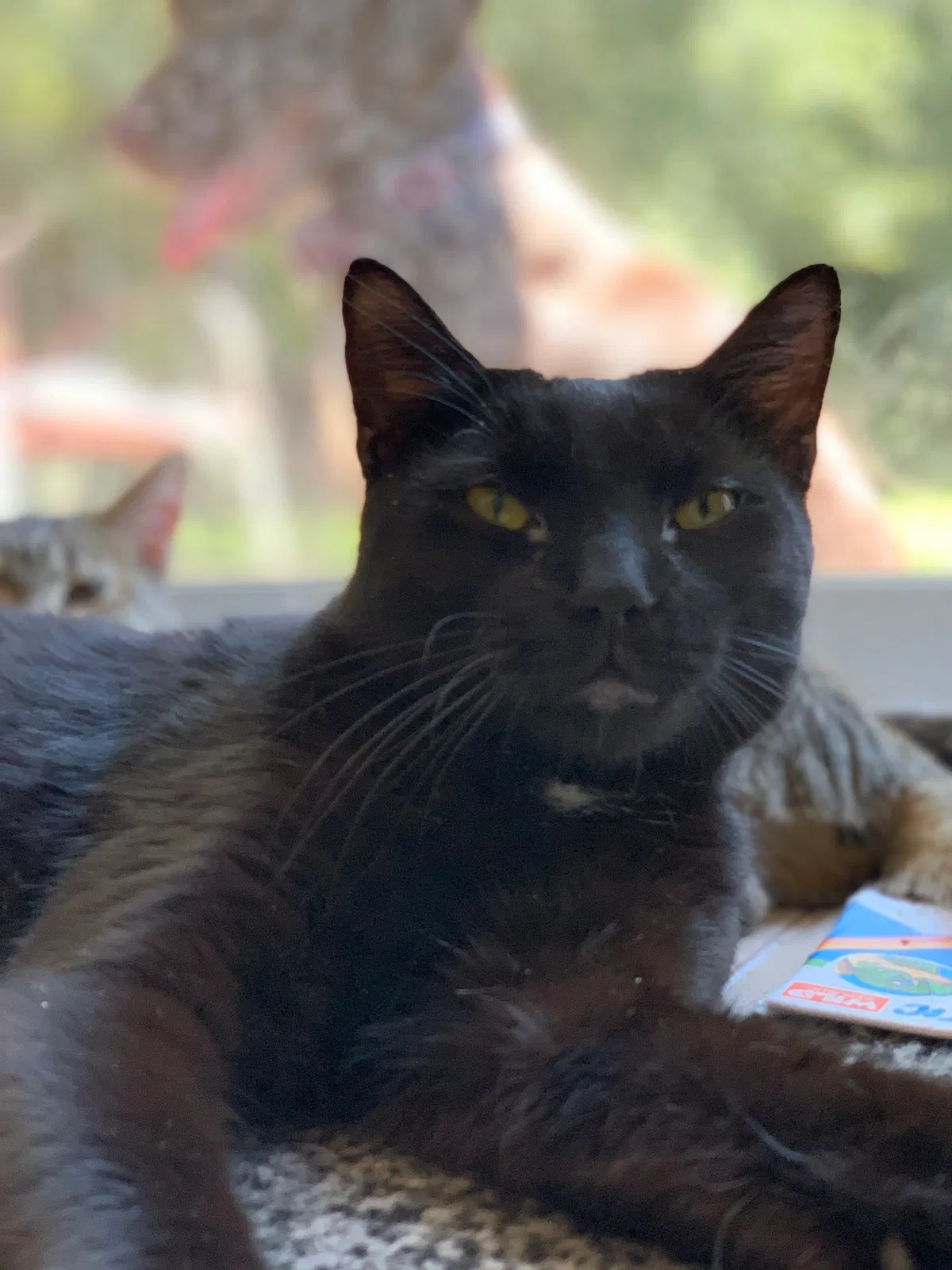 Lost cat in Hinesville, GA, 31313
