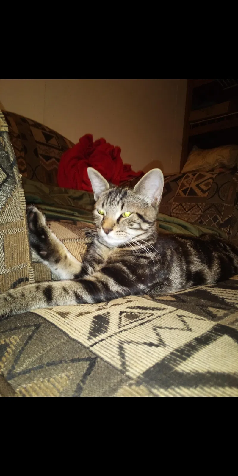 Lost cat in Roanoke, VA, 24013