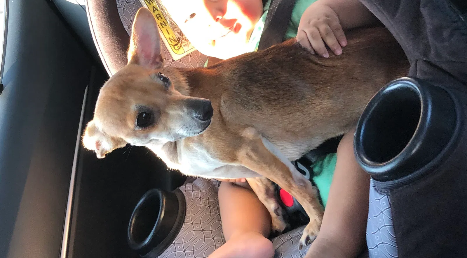 Lost dog in Garland, TX, 75040