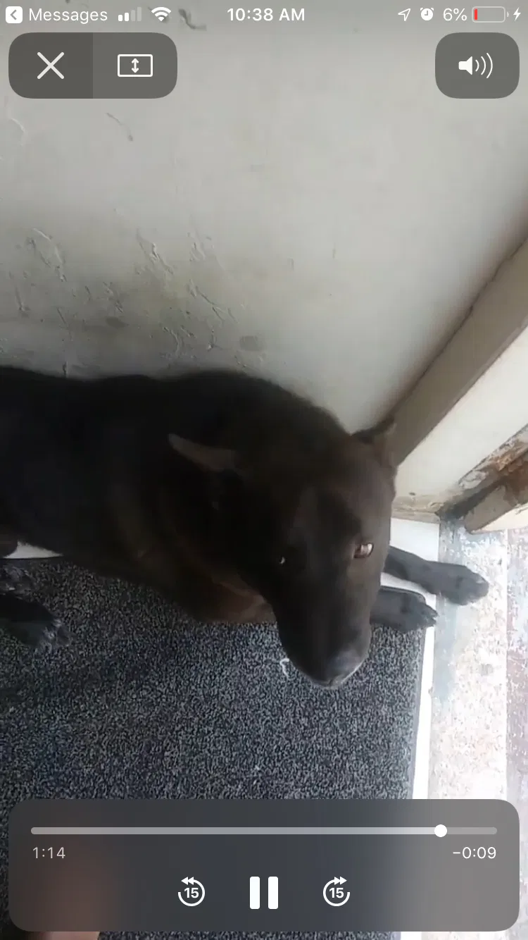 Lost dog in Miami, FL, 33168