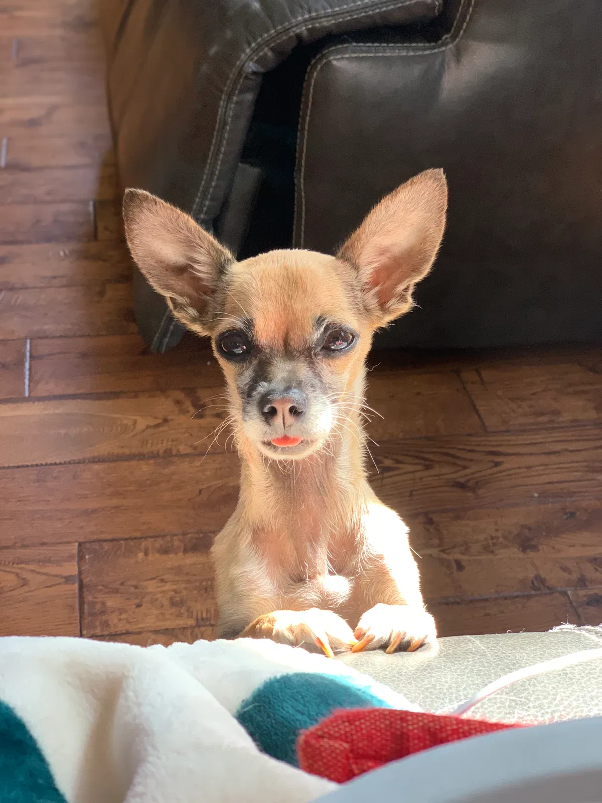 Lost dog in Folsom, CA, 95630