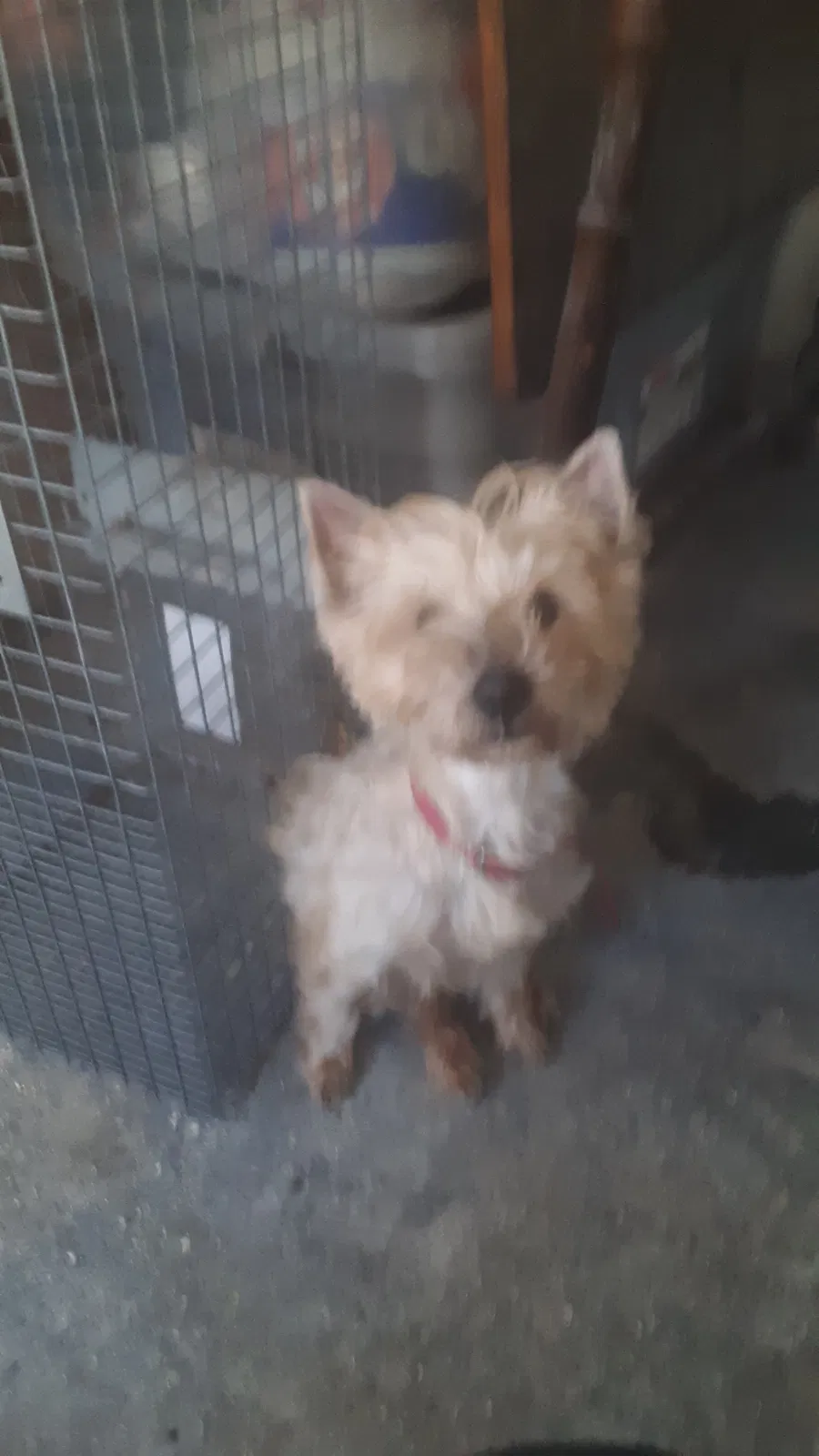 Lost dog in Newark, NY, 14513