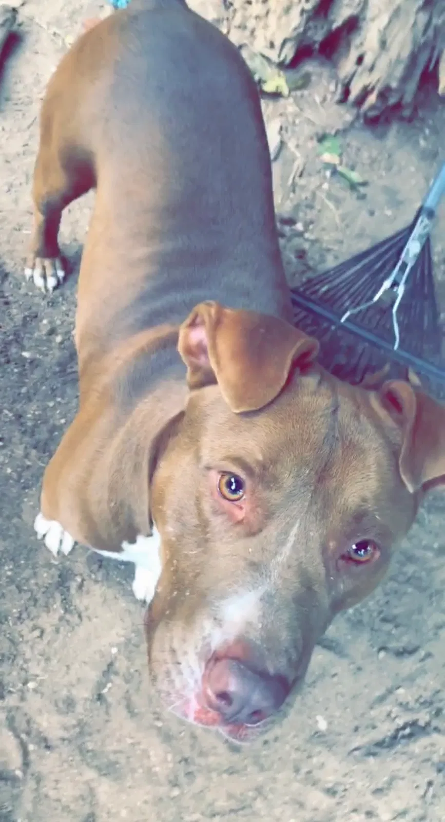 Lost dog in Robbins, NC, 27325
