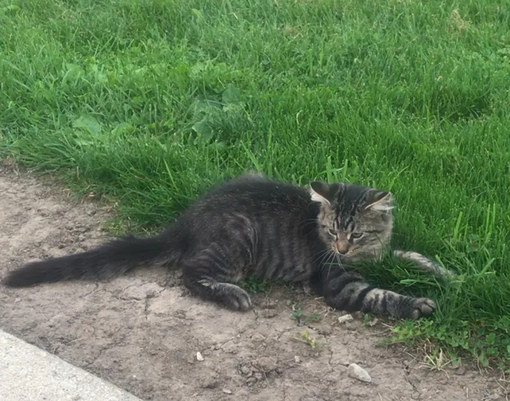 Lost cat in Kansasville, WI, 53139
