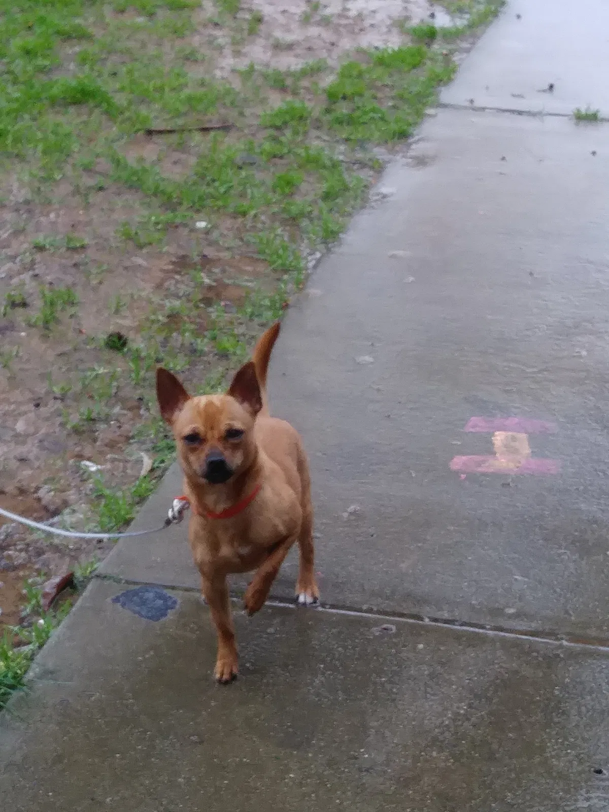 Lost dog in Lubbock, TX, 79403