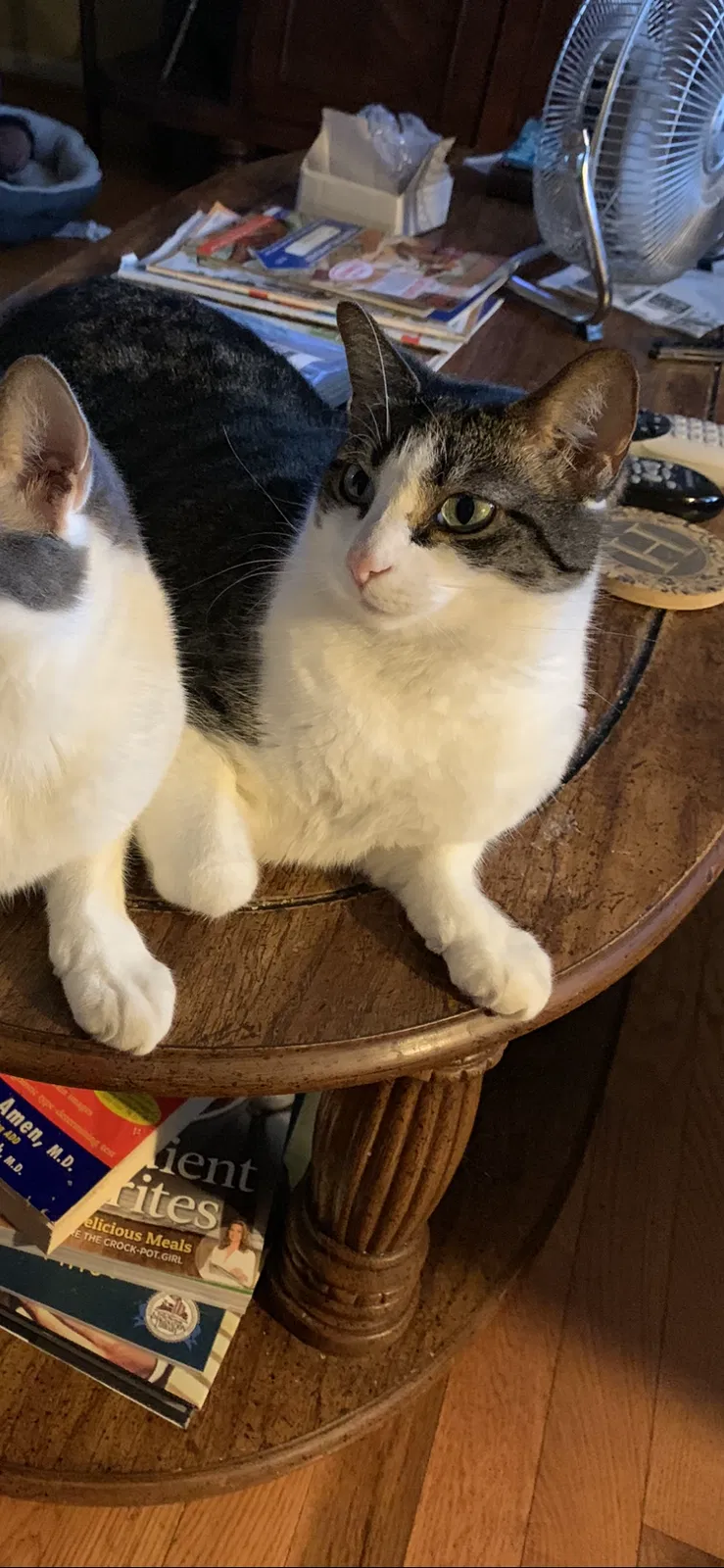 Lost cat in Newton, NC, 28658