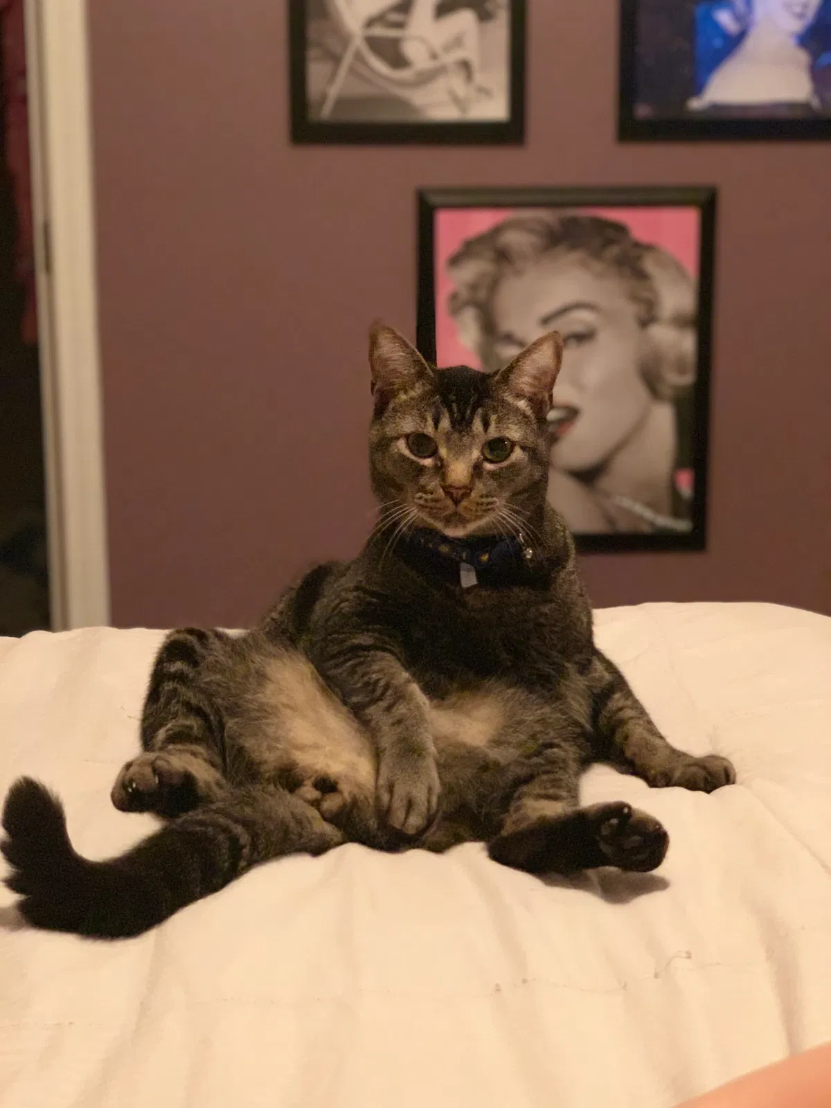 Lost cat in Jacksonville, NC, 28546