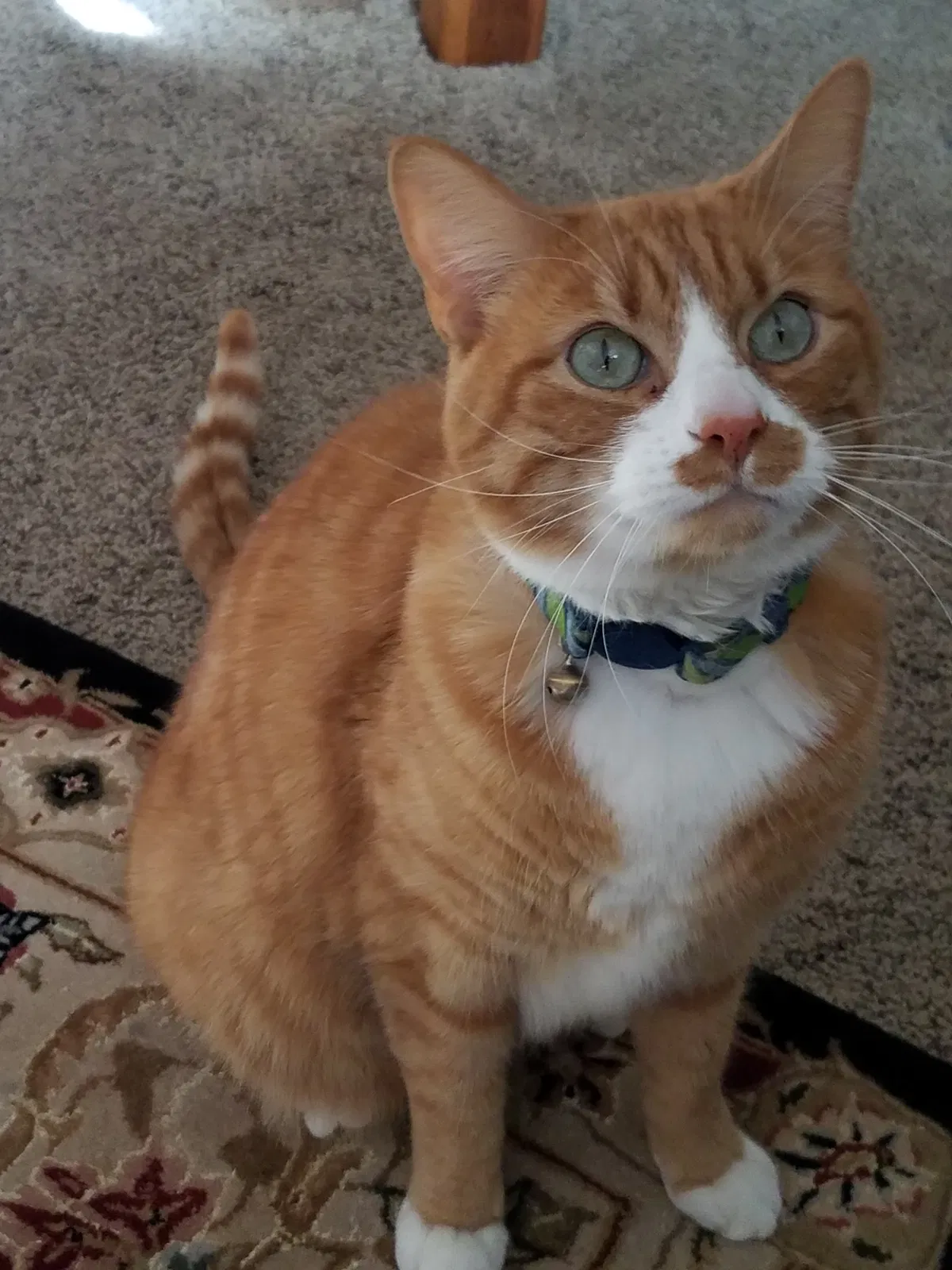 Lost cat in Unknown, UT, 84009