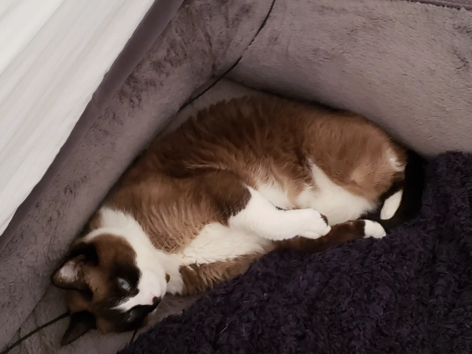 Lost cat in Jacksonville, NC, 28546