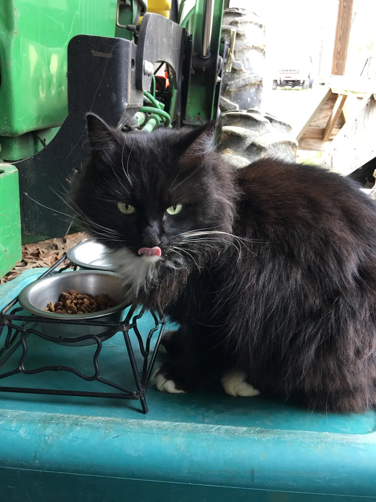 Lost cat in Jonesboro, AR, 72401