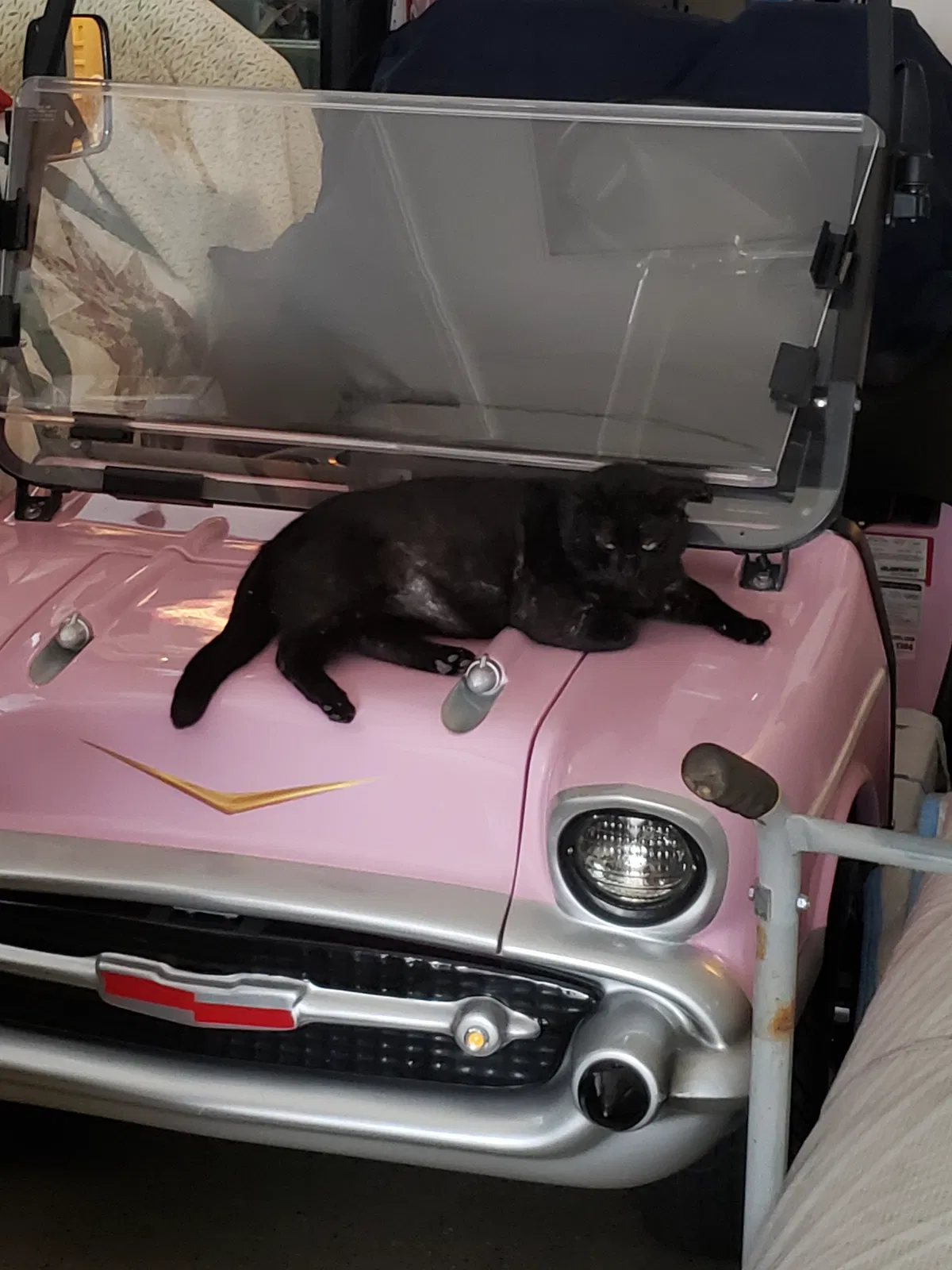 Lost cat in Mooresville, NC, 28117