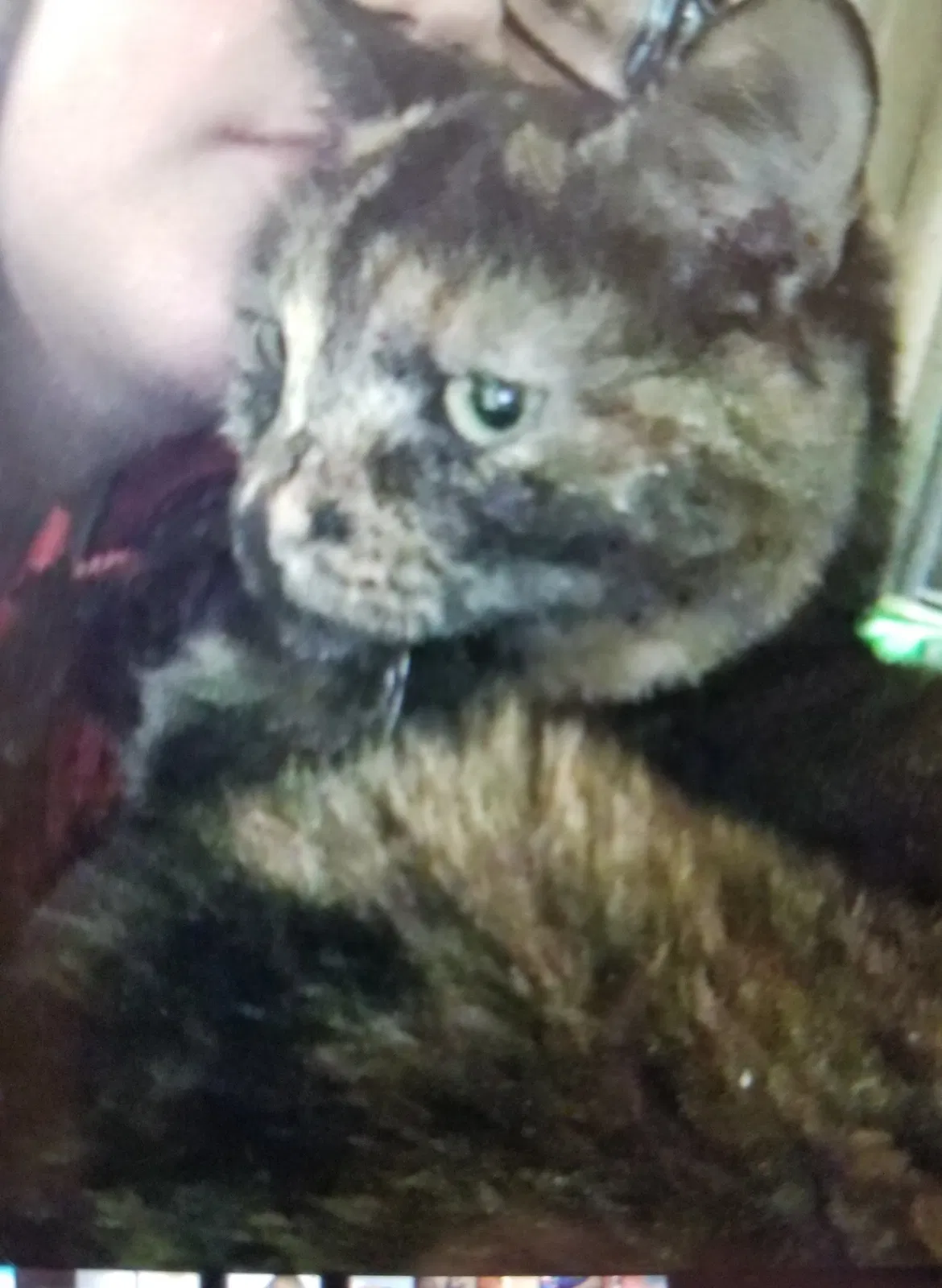 Lost cat in Morganton, NC, 28655