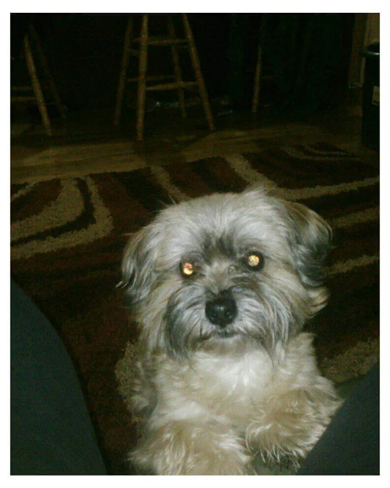 Lost dog in Auburn, WA, 98092