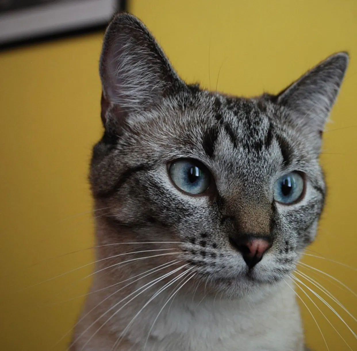 Lost cat in Pleasant Grove, UT, 84062