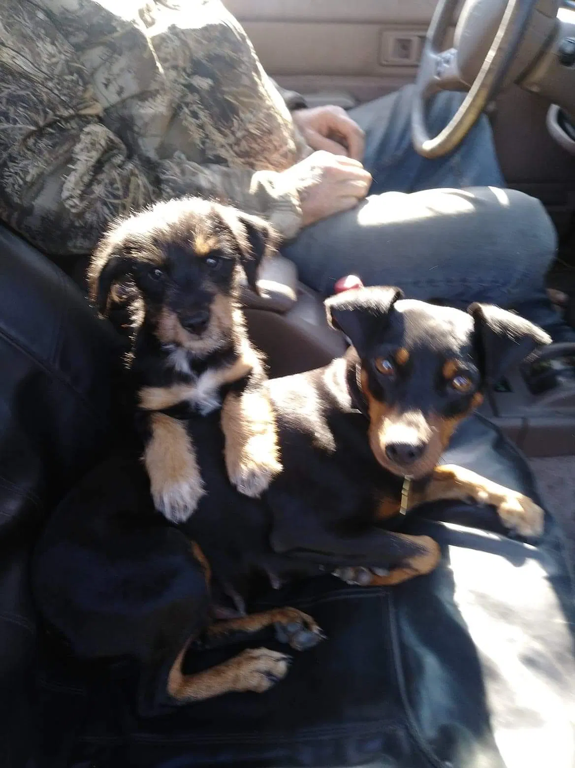 Lost dog in Keyes, CA, 95328
