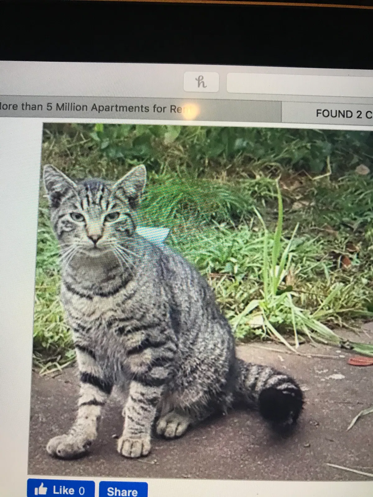 Lost cat in Daly City, CA, 94015