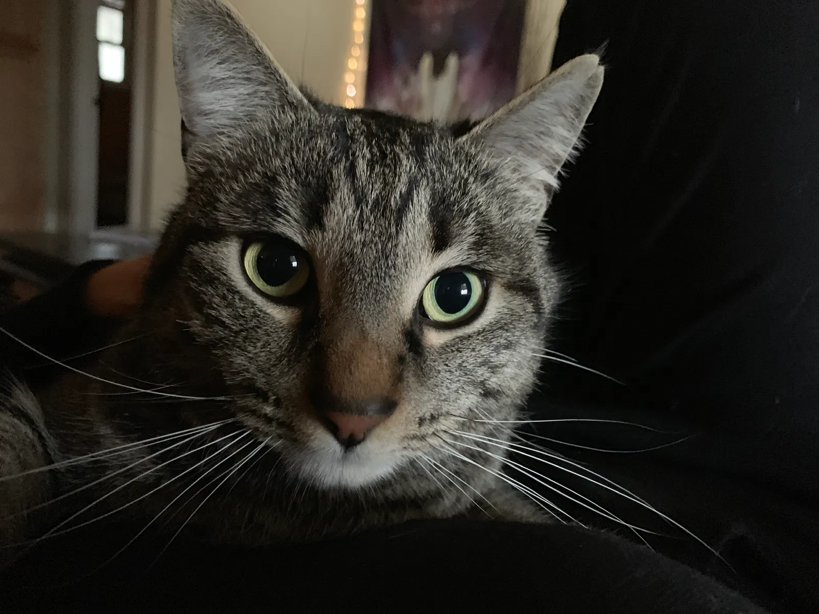 Lost cat in Sebastopol, CA, 95472