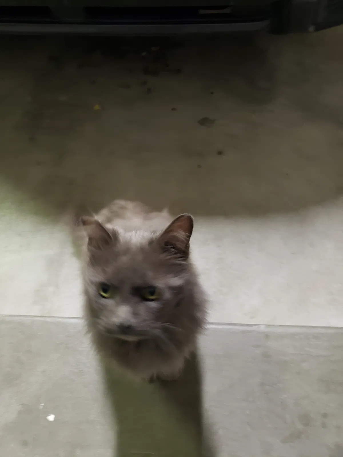 Lost cat in Unknown, UT, 84009