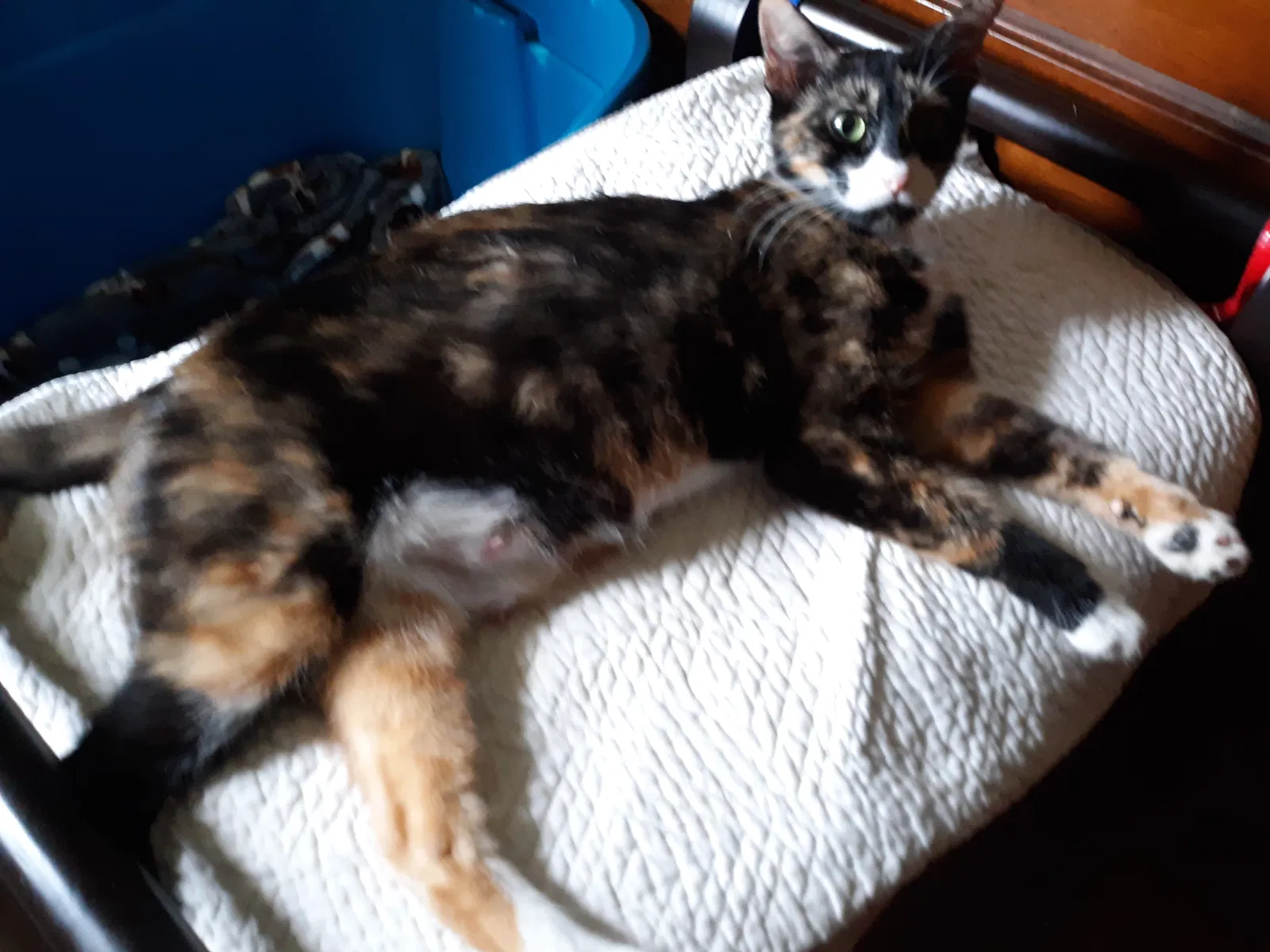 Lost cat in Memphis, TN, 38127