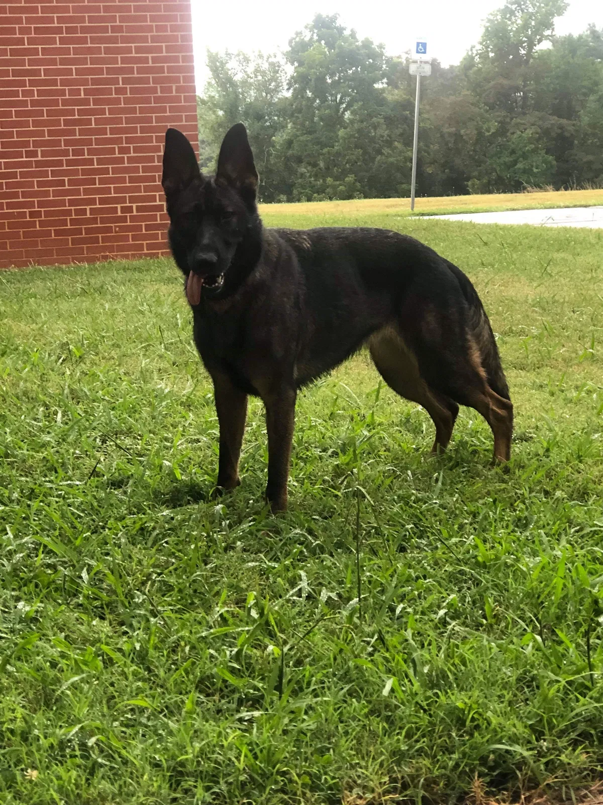 Lost dog in El Paso, TX, 79902