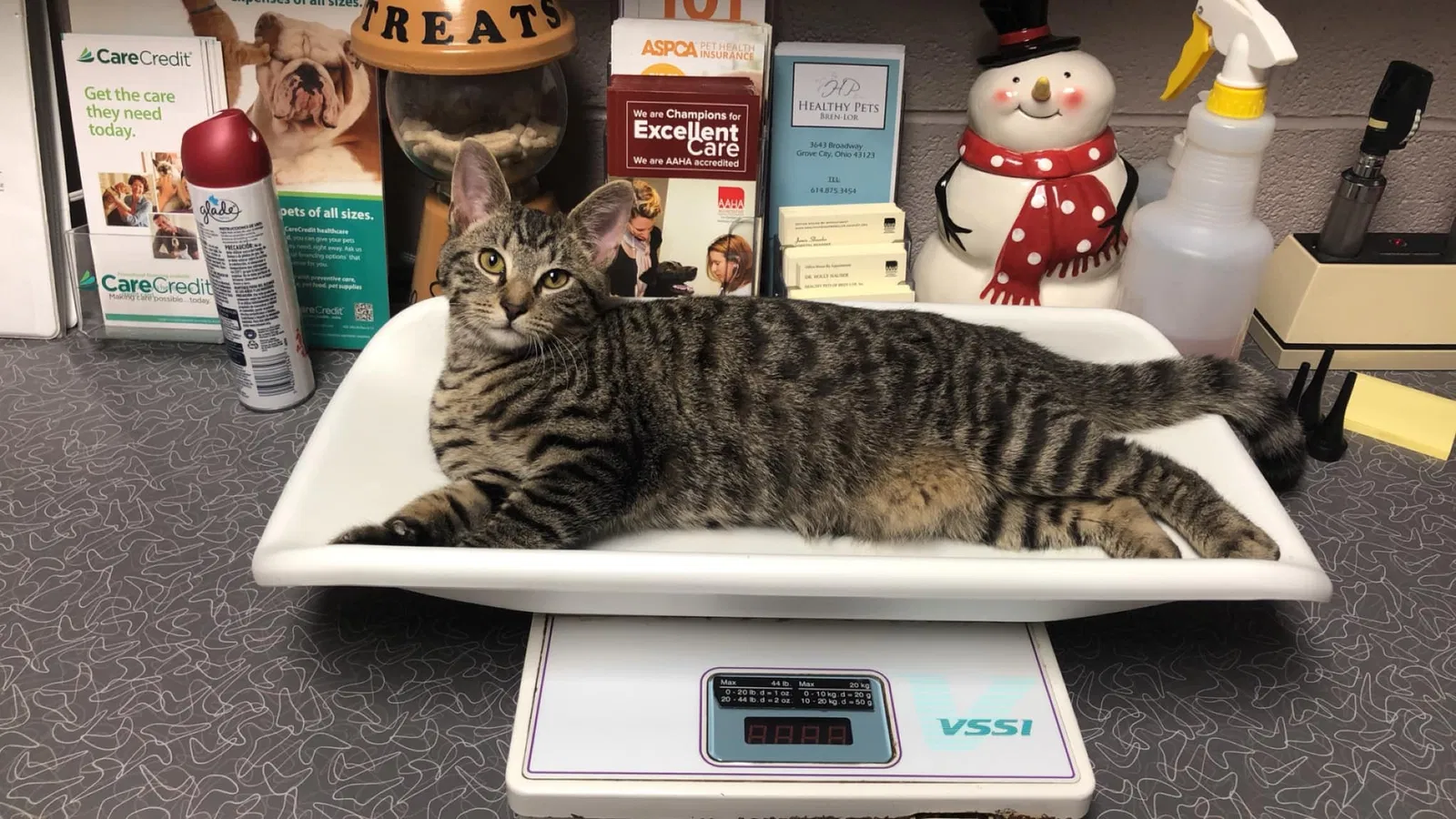 Lost cat in Grove City, OH, 43123