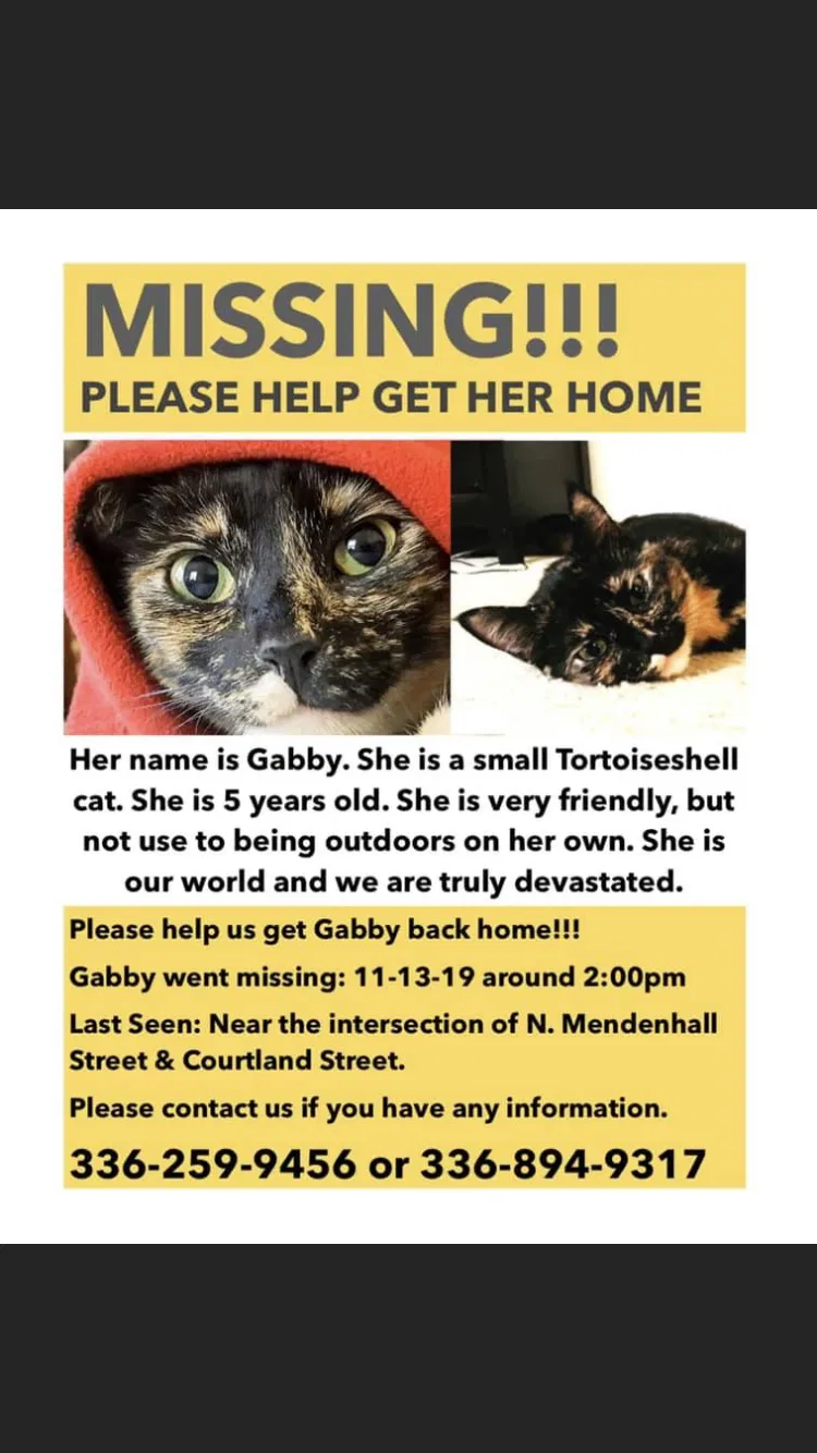 Lost cat in Greensboro, NC, 27407