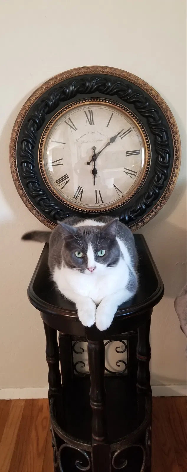 Lost cat in Concord, CA, 94520