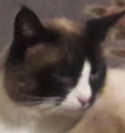 Lost cat in Jonesville, NC, 28642