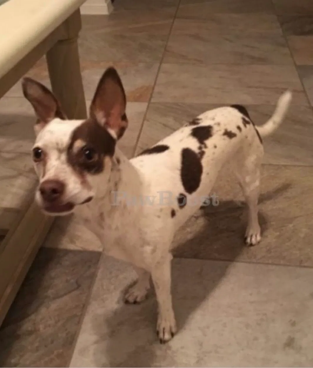Lost dog in El Paso, TX, 79938