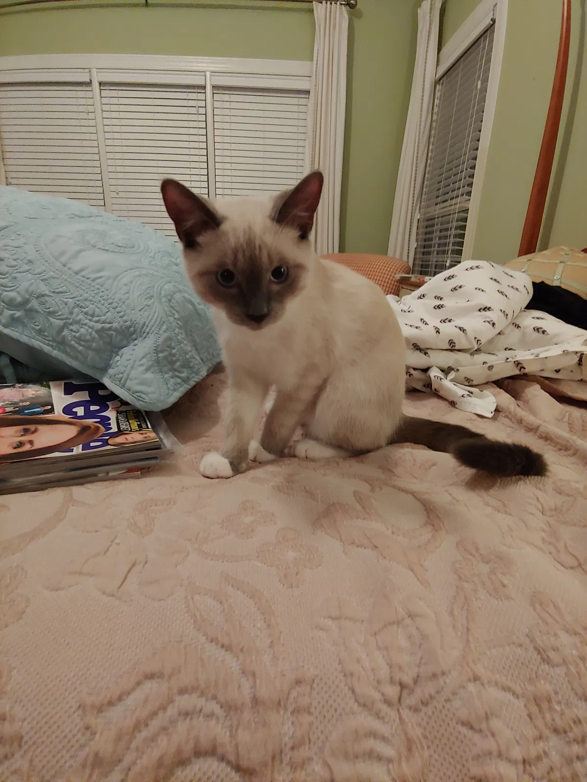 Lost cat in Hickory, NC, 28601