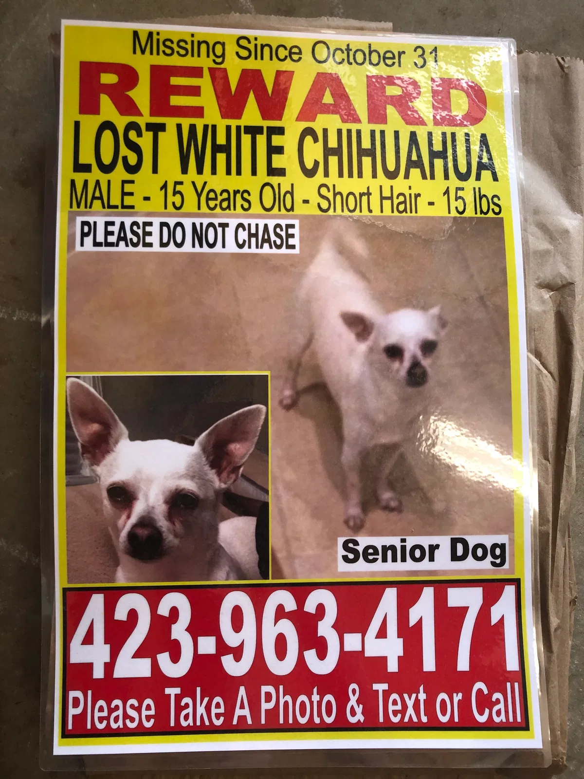 Lost dog in West Palm Beach, FL, 33411