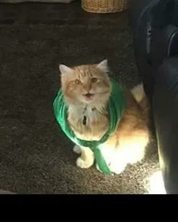 Lost cat in Ogden, UT, 84404