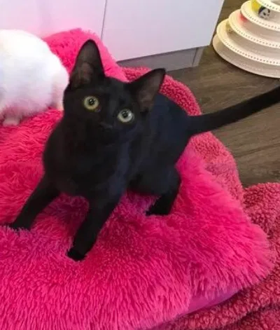 Lost cat in San Clemente, CA, 92672