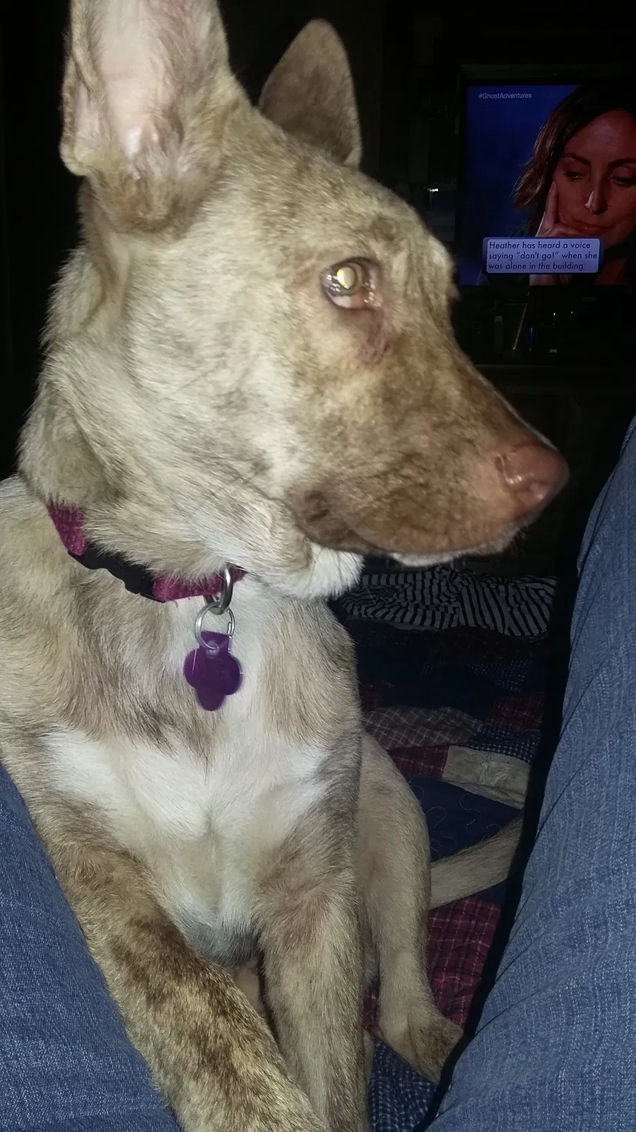 Lost dog in Rittman, OH, 44270