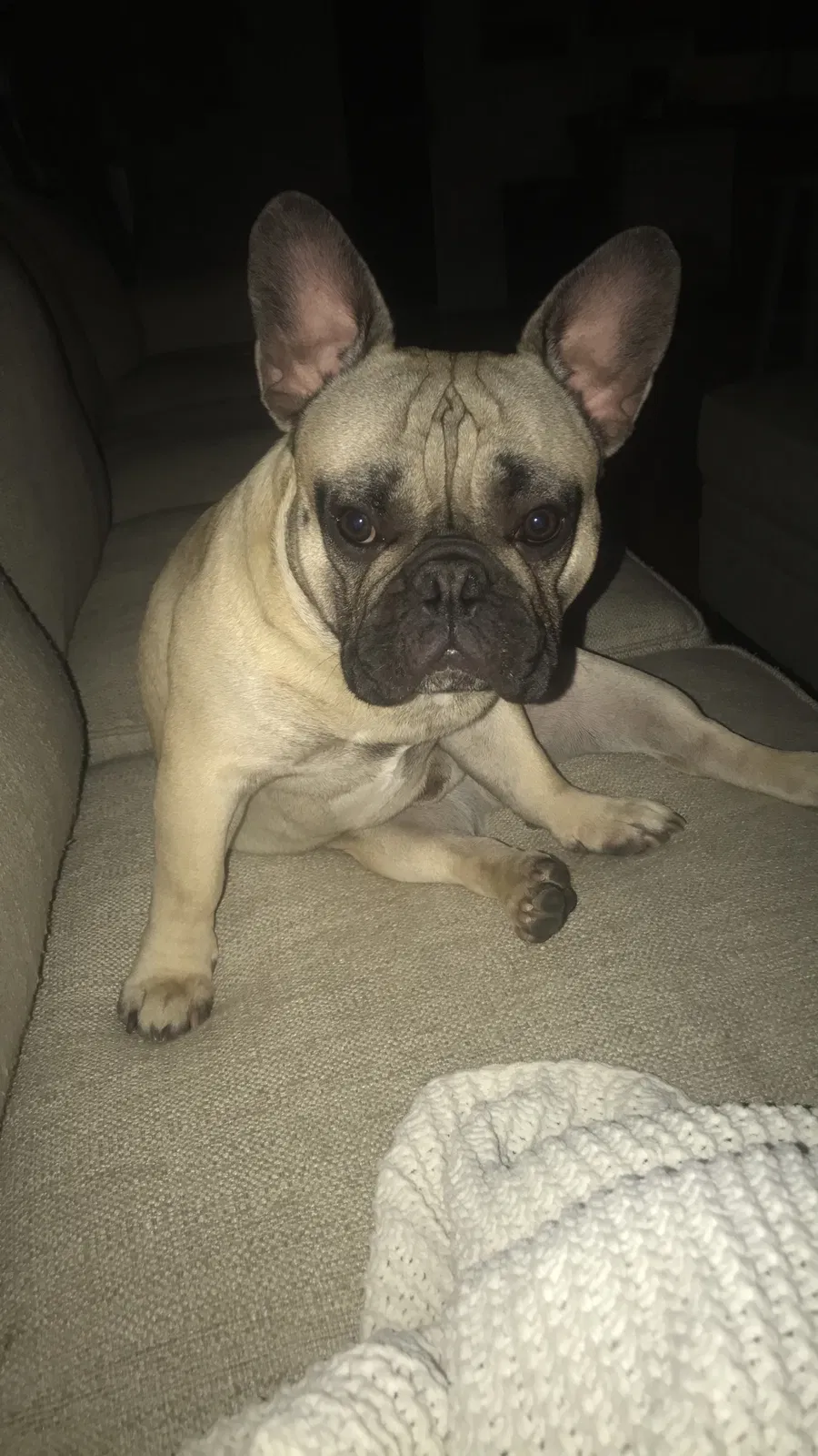 Lost dog in Tucson, AZ, 85711