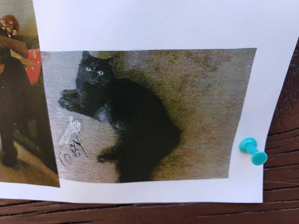 Lost cat in Dumfries, VA, 22025