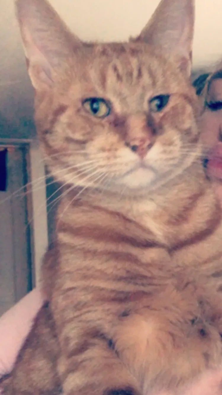 Lost cat in Lockport, NY, 14094